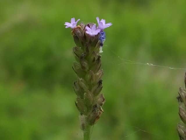 ハマクマツヅラ