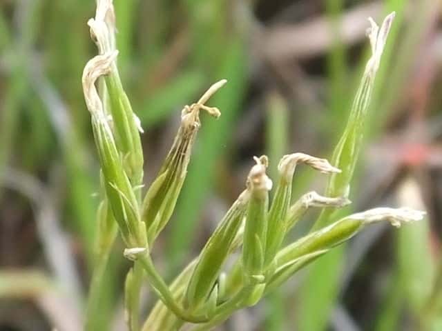 ハナハマセンブリ