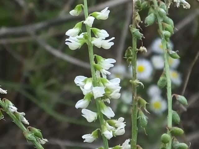 シロバナシナガワハギ