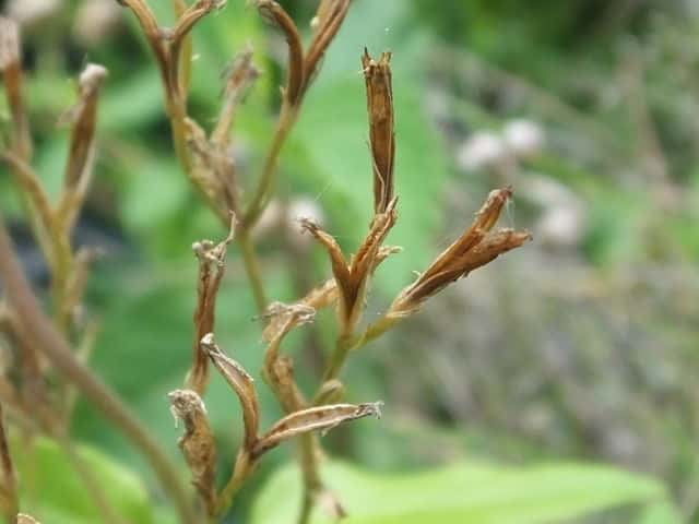 ハナハマセンブリ