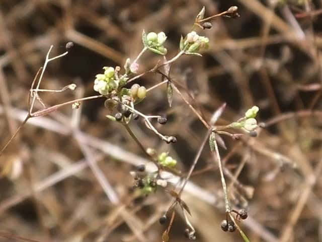 コメツブヤエムグラ