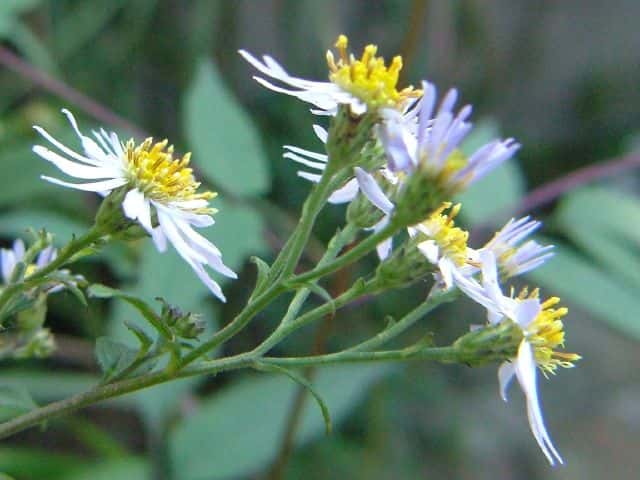 ノコンギク ノコンギク