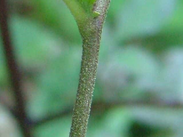 ノコンギク ノコンギク