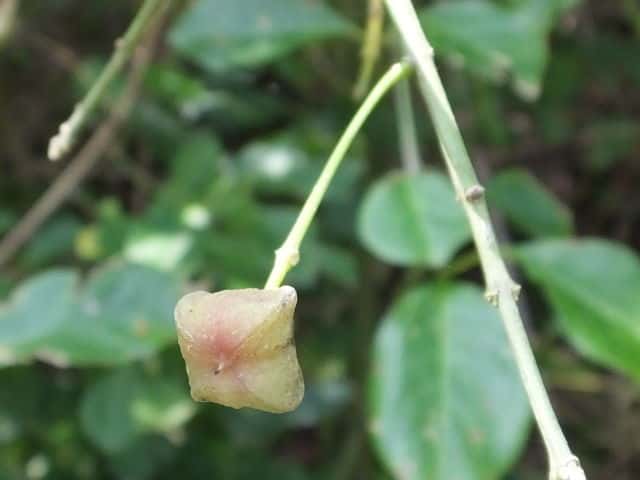 カントウマユミ