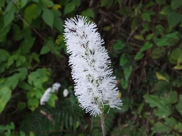 サラシナショウマ