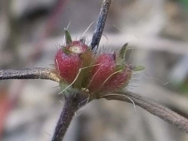 オオフタバムグラ