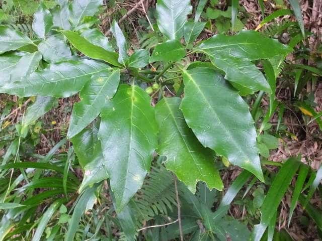 ナンゴクアオキ