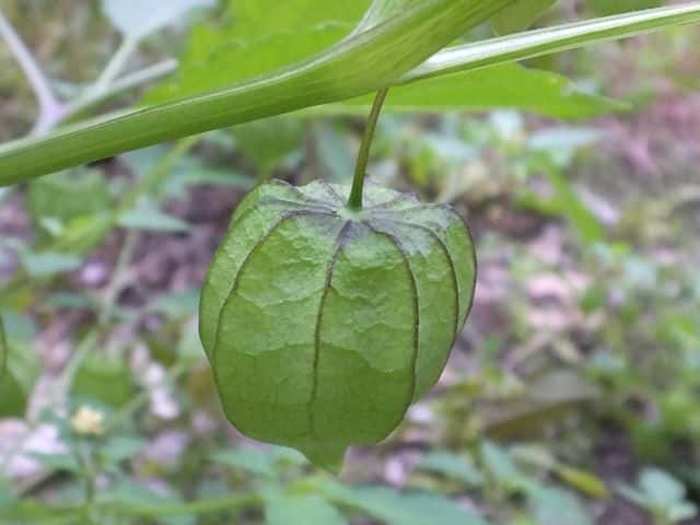 ヒロハフウリンホオズキ