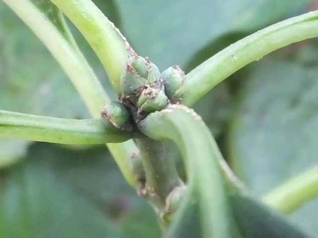 カントウマユミ