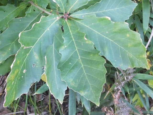 コナラ属交雑種