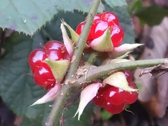 ミヤマフユイチゴ