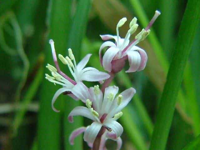 キチジョウソウ