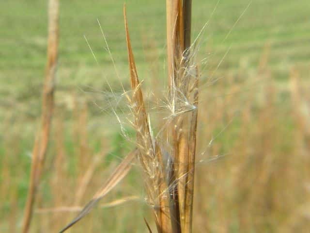 メリケンカルカヤ