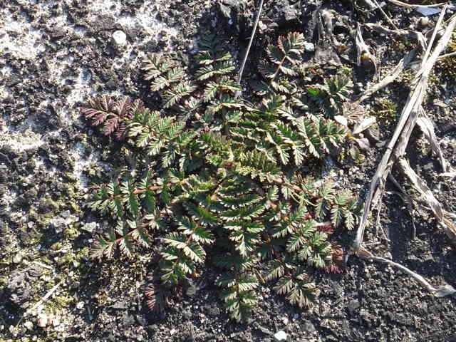 オランダフウロ