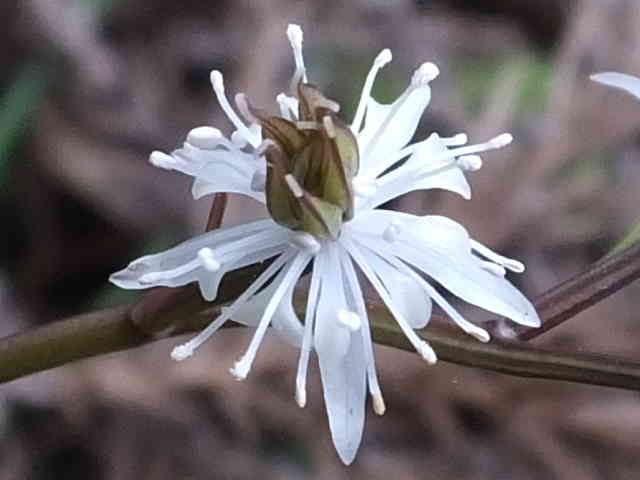 セリバオウレン