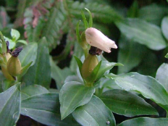 アケボノシュスラン