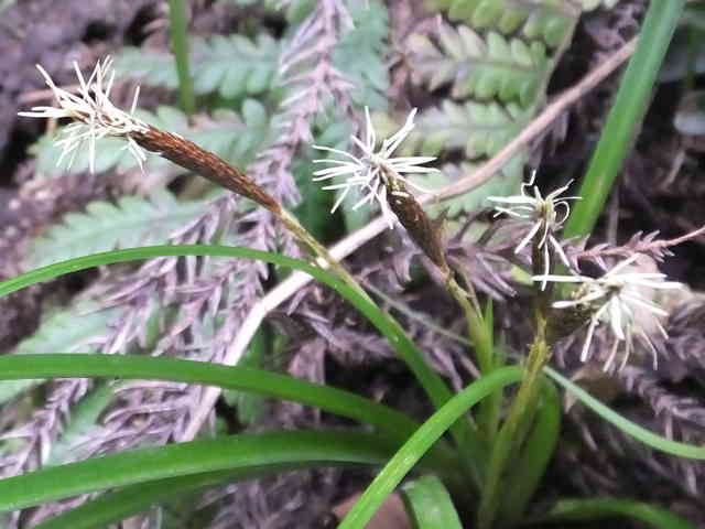 ミヤマカンスゲ