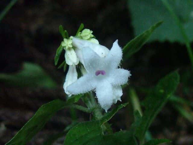 サツマイナモリ