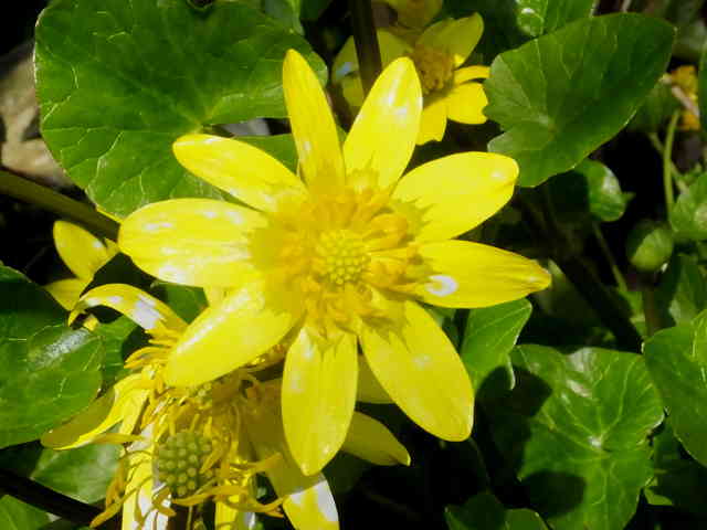 キクザキリュウキンカ