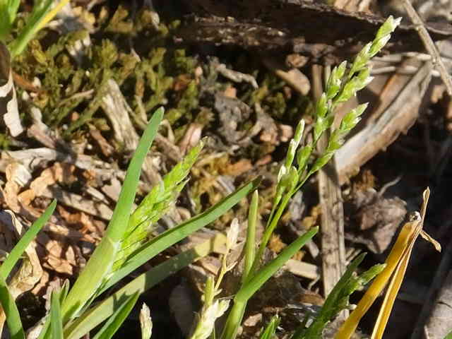 アオスズメノカタビラ