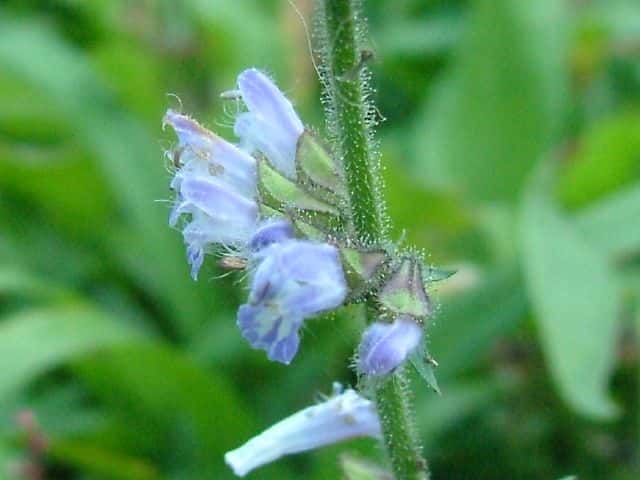 アキノタムラソウ