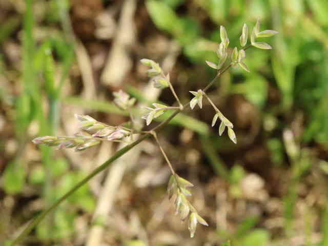 ツクシスズメノカタビラ