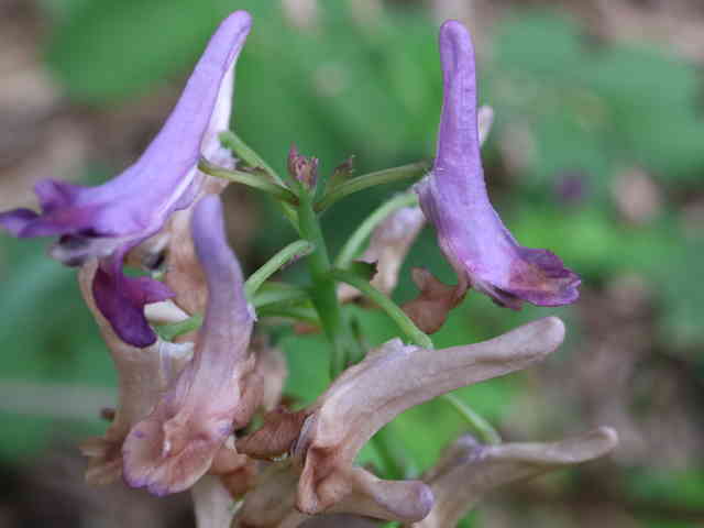 ムラサキケマン