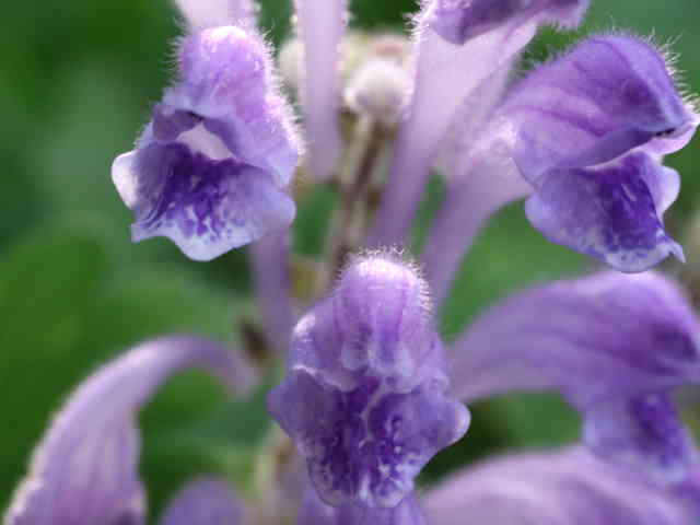 コバノタツナミ