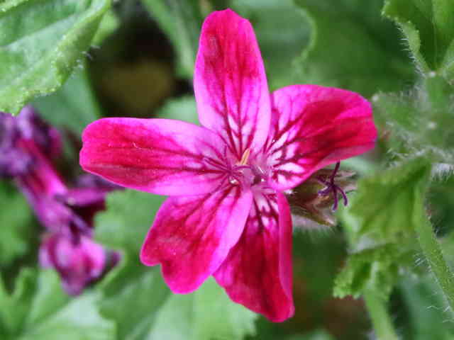 ペラルゴニウム