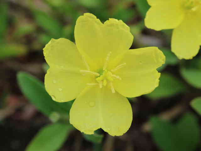 コマツヨイグサ