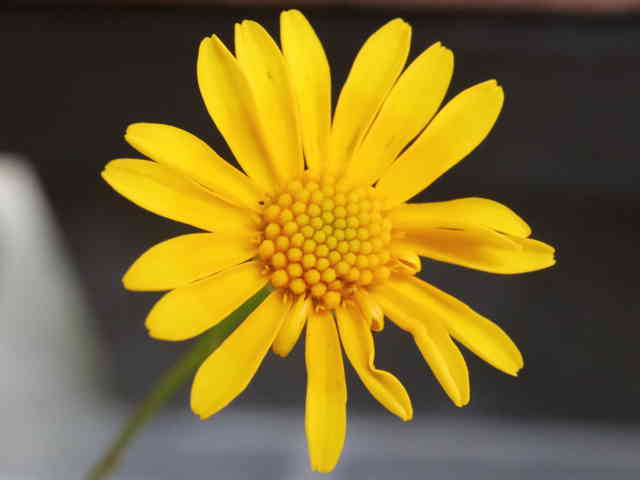 カラクサシュンギク