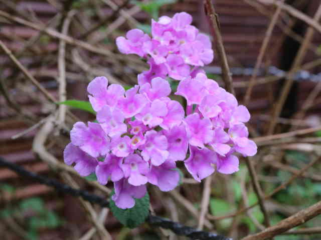 コバノランタナ