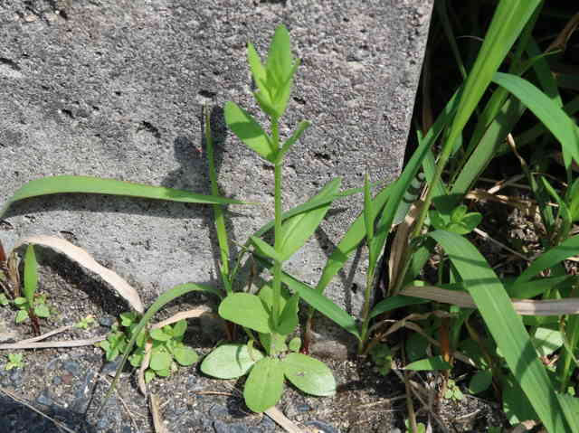 ハナハマセンブリ