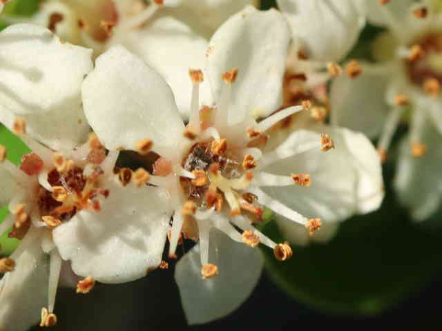 トキワサンザシ