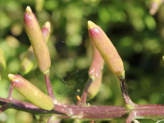 オランダガラシ