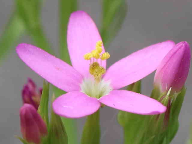 ハナハマセンブリ