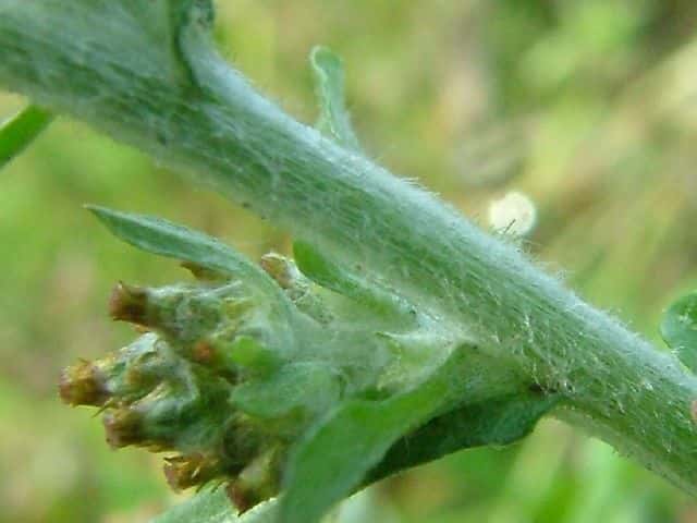 チチコグサモドキ