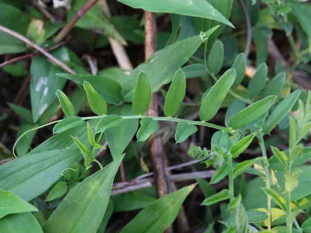 ツルフジバカマ