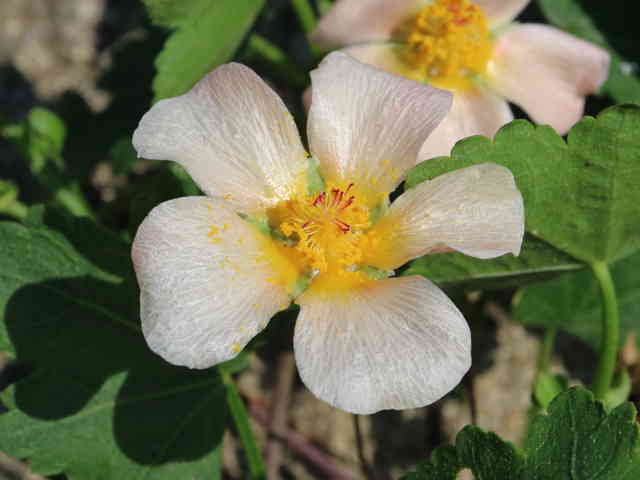 マルバストラム