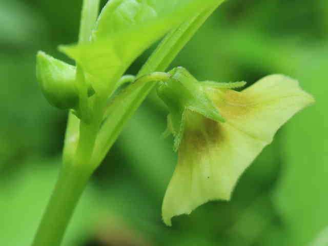 ヒロハフウリンホオズキ