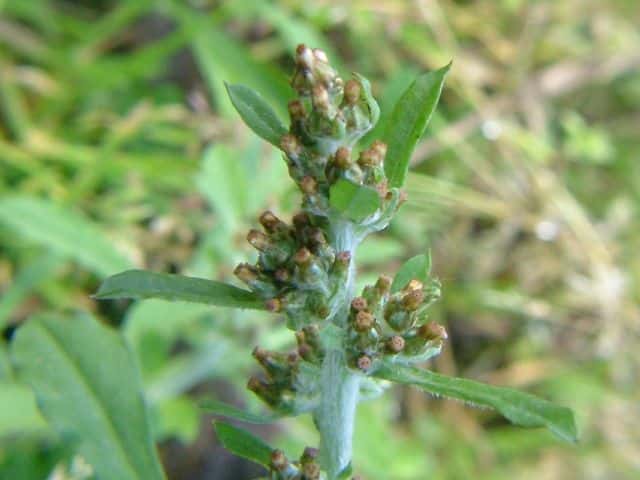 チチコグサモドキ