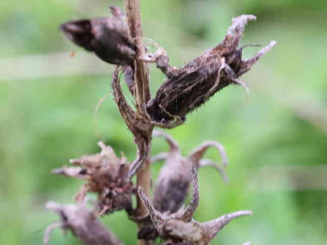 セイヨウヒキヨモギ