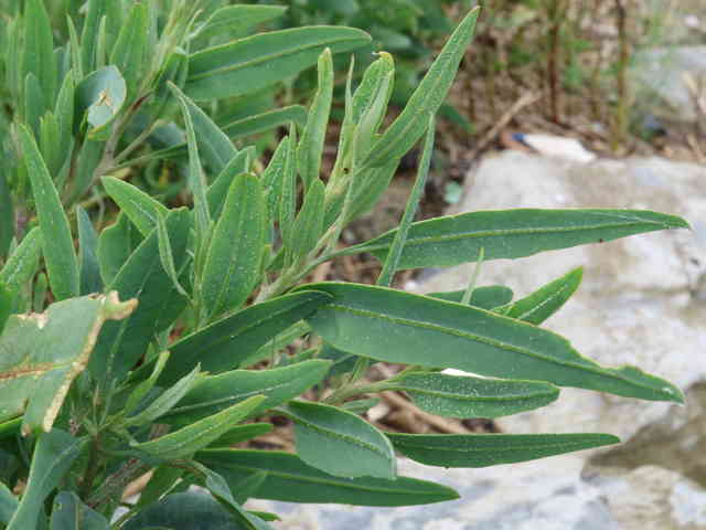 ホソバハマアカザ