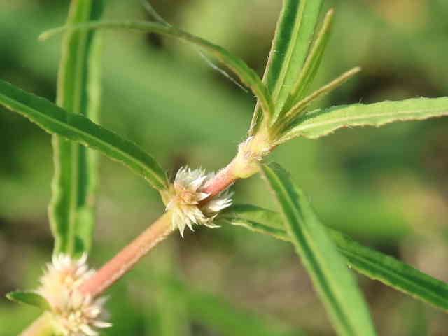 ホソバツルノゲイトウ