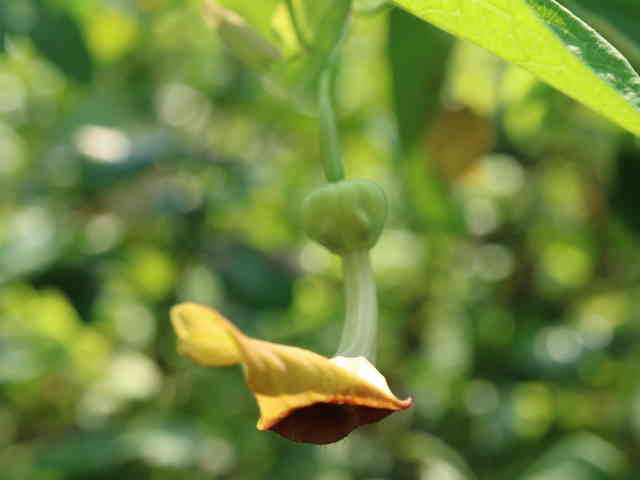 ウマノスズクサ