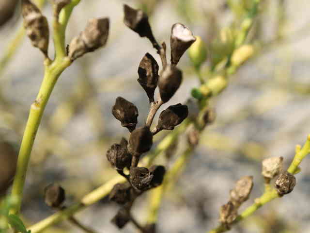 オニハマダイコン