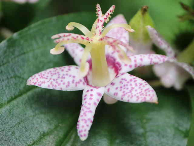 ヤマジノホトトギス