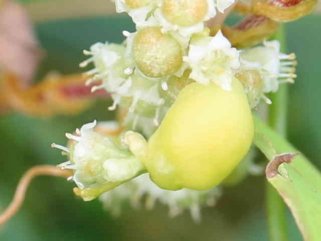 アメリカネナシカズラ