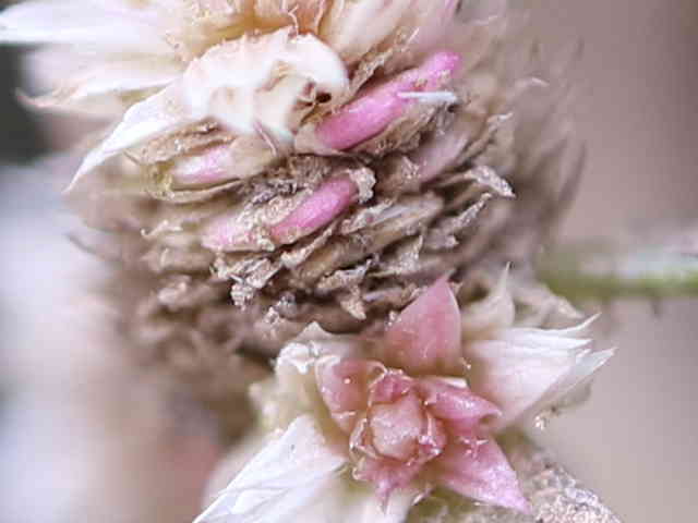 ホソバツルノゲイトウ