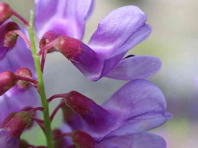 ツルフジバカマ